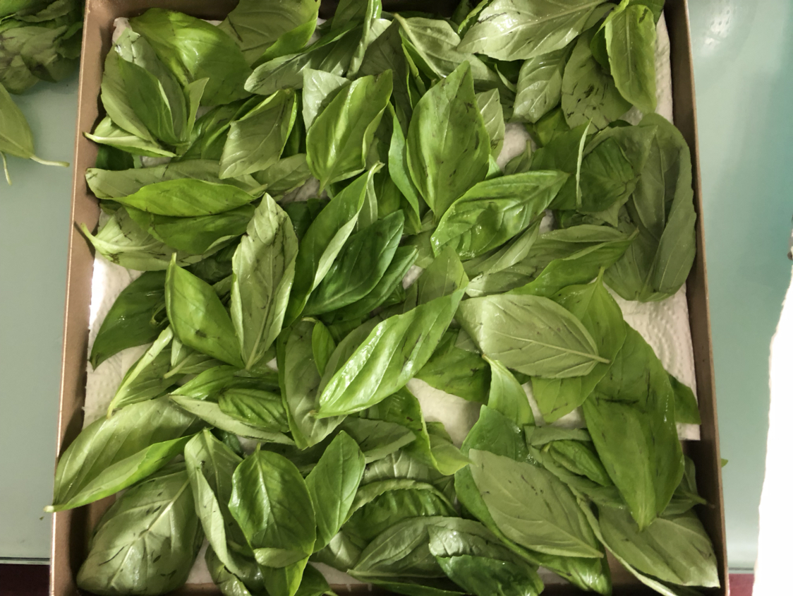 用这种叶子做好的香草盐,白肉,红肉都可以用上,去腥增香一级棒