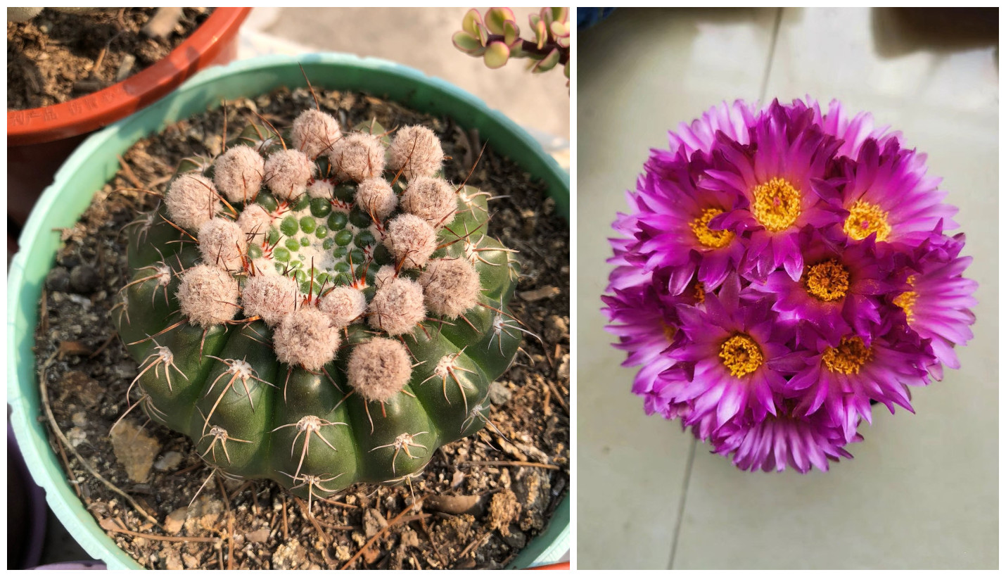 会开花的仙人球,一年开好几次,花色美丽,很好养活,是盆栽佳品