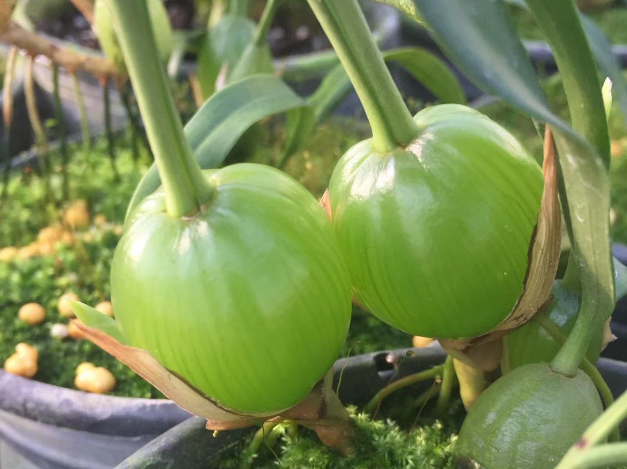 他把石豆兰栽在木棒上,三年长出叶下果,两百一节成俏货