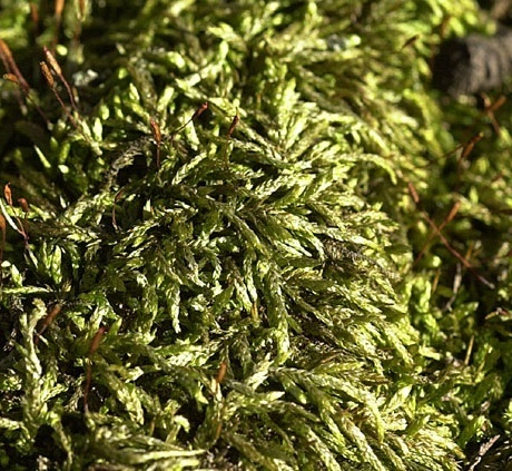 科普一下,了解长柄绢藓的请举手