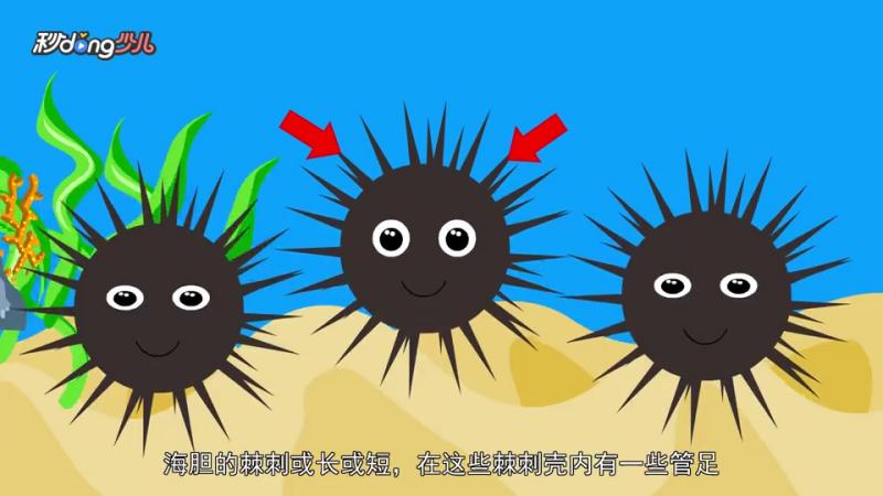 海胆身上的刺有什么作用?,科技,科普,好看视频