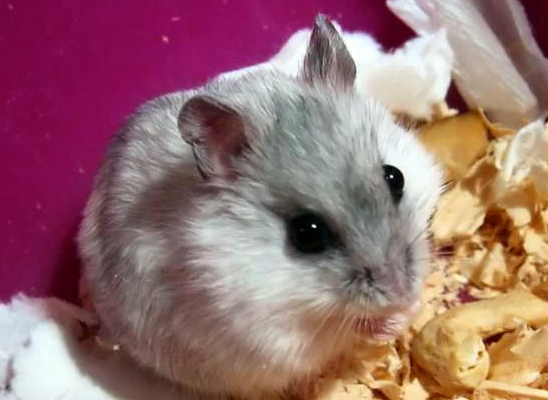 科普:黑线仓鼠最正确的饲养方法,快来学一学吧!