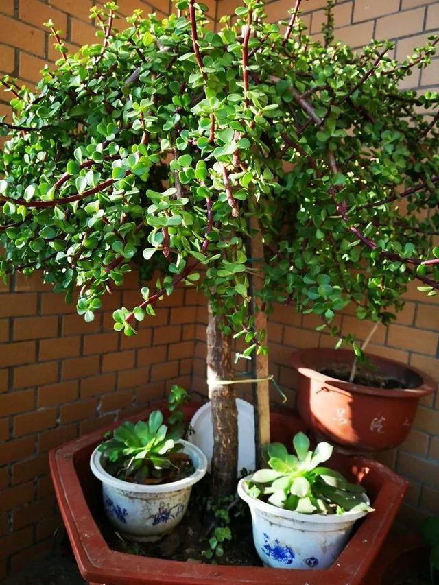 金枝玉叶别养错了,30天修剪一次,新芽呼呼冒,养成盆景才漂亮