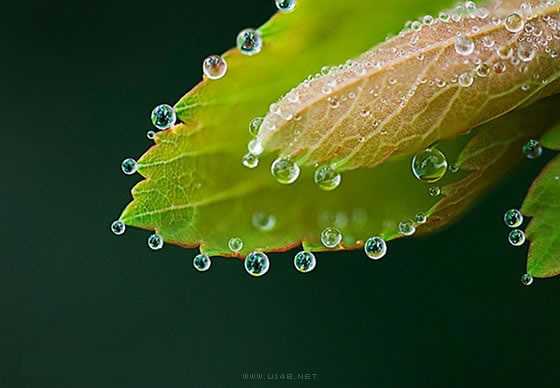 清晨草上晶莹剔透的露珠