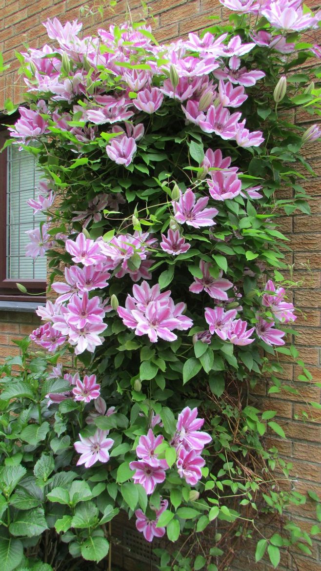 铁线莲有较为耐阴的品种,在室内阳光晒得到的角落搭上一块铁网,很快就