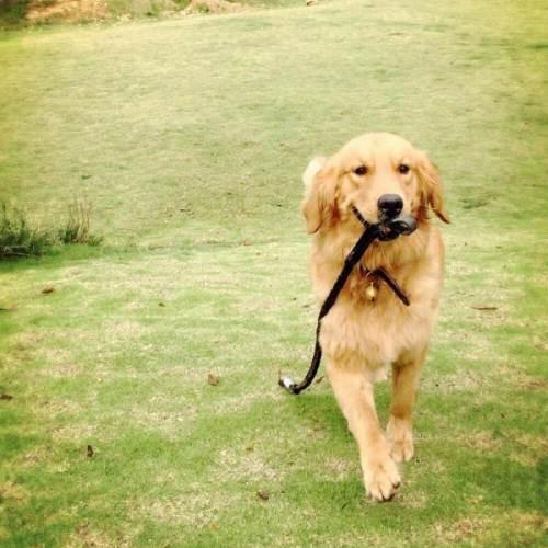 教你如何训练金毛犬方法