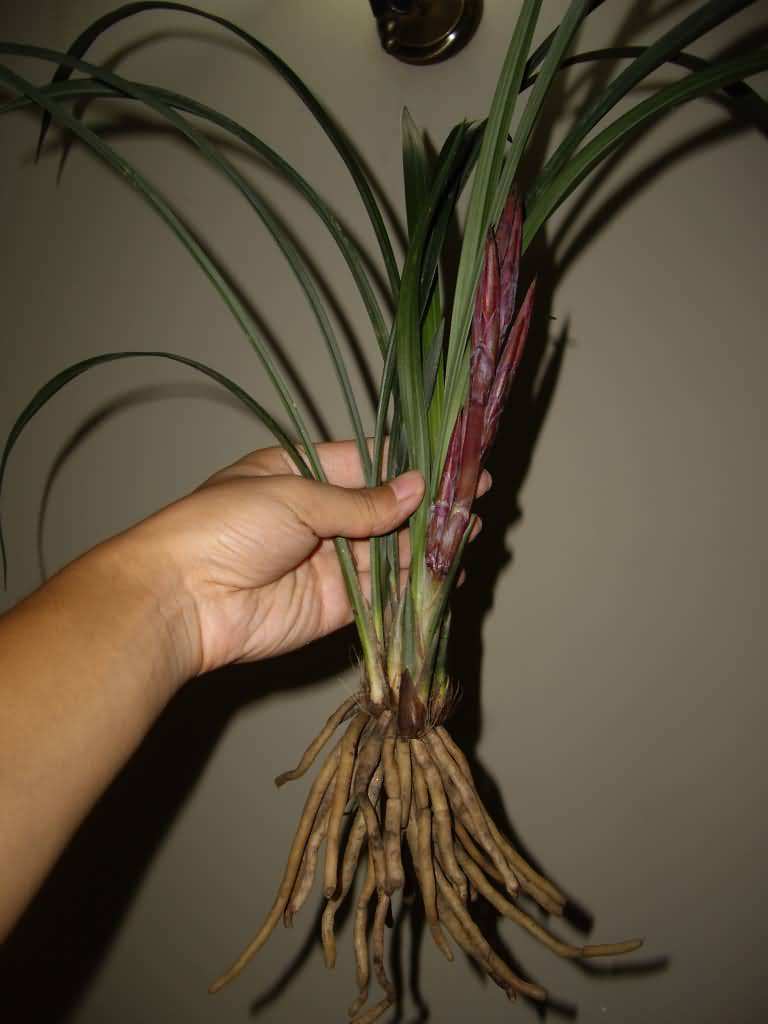 入手兰花要留个心眼,这种假花芽能以假乱真!