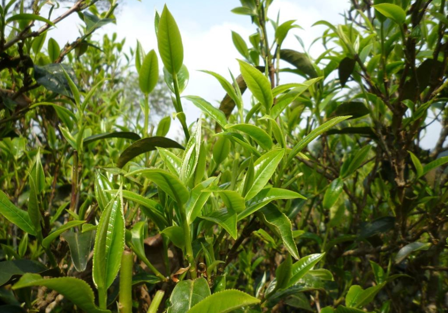 甜茶- 热门商品专区