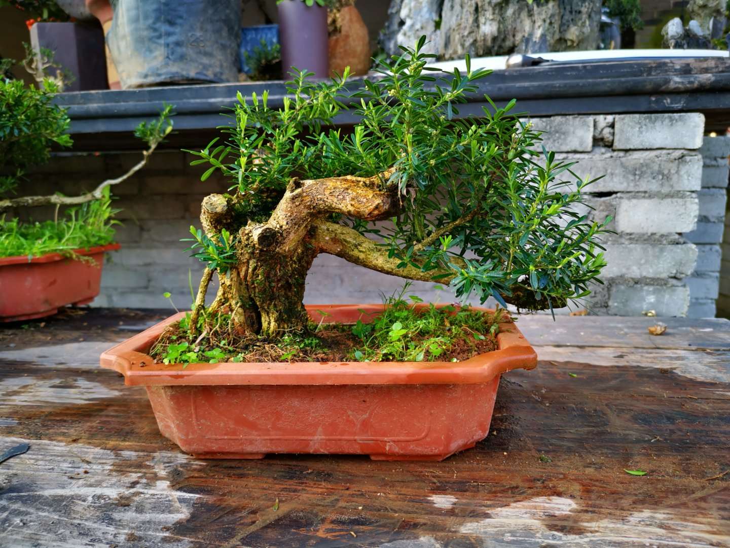 大哥院子里的黄杨盆景老桩,每一盆都独具特色,看着真养眼!