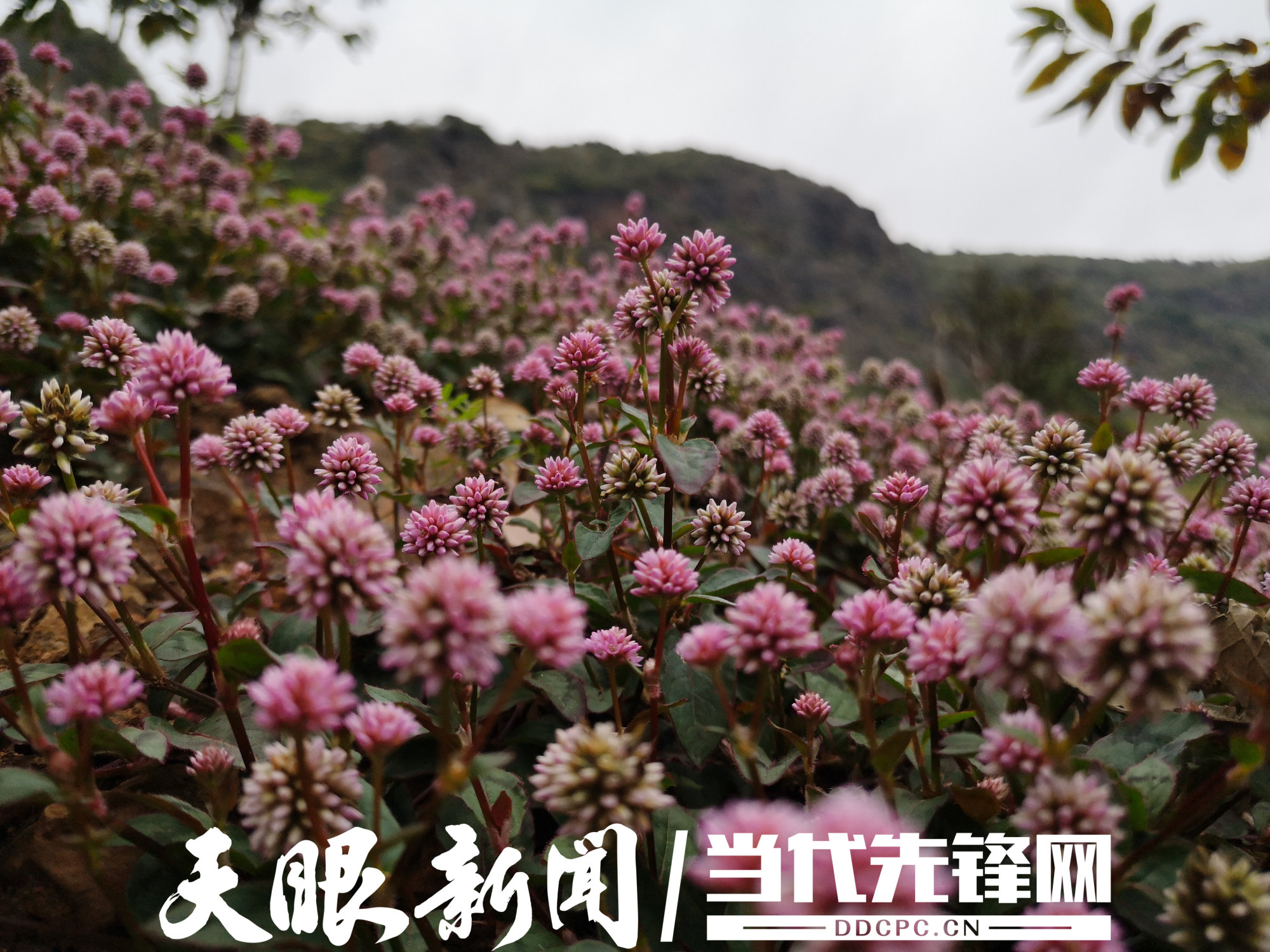 水城县新街乡:特色产业"遍地红"靓了山头富了农