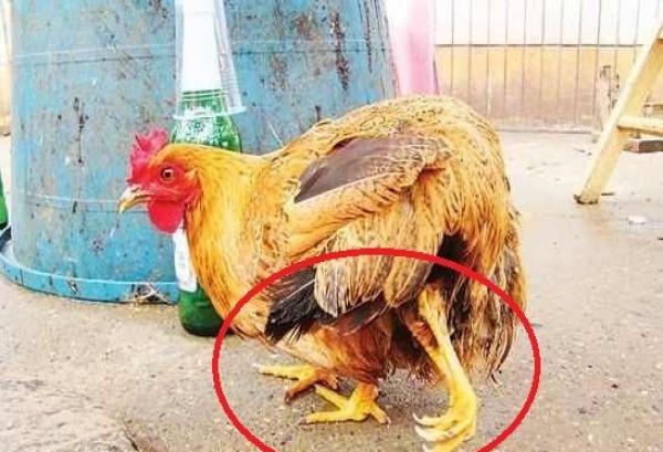 农民养了一只奇怪的四个腿的鸡,村民劝说吃不得,杀了之后乐坏了