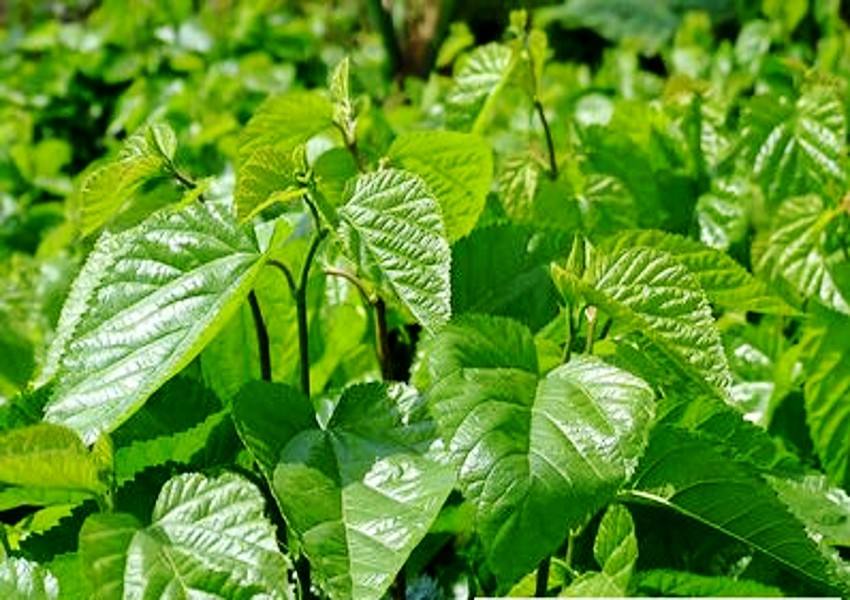 百度爱采购首页 商品专题_桑树 优质回答 沧海桑田是我们成为使用桑叶