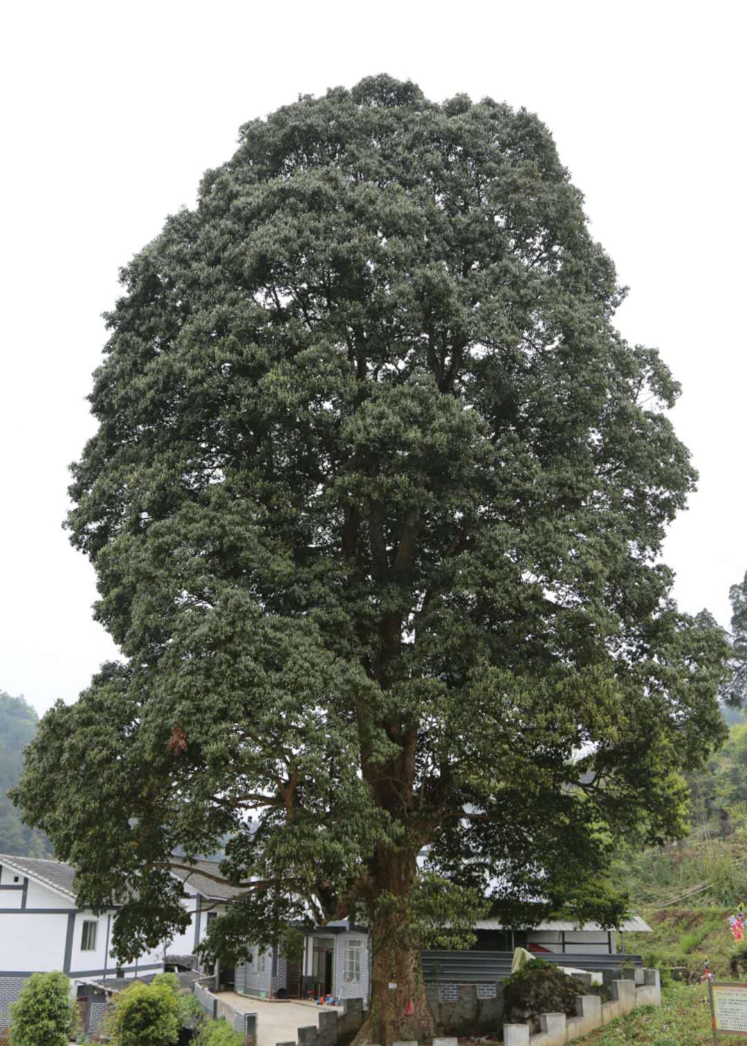 楠木树品种及图片图片