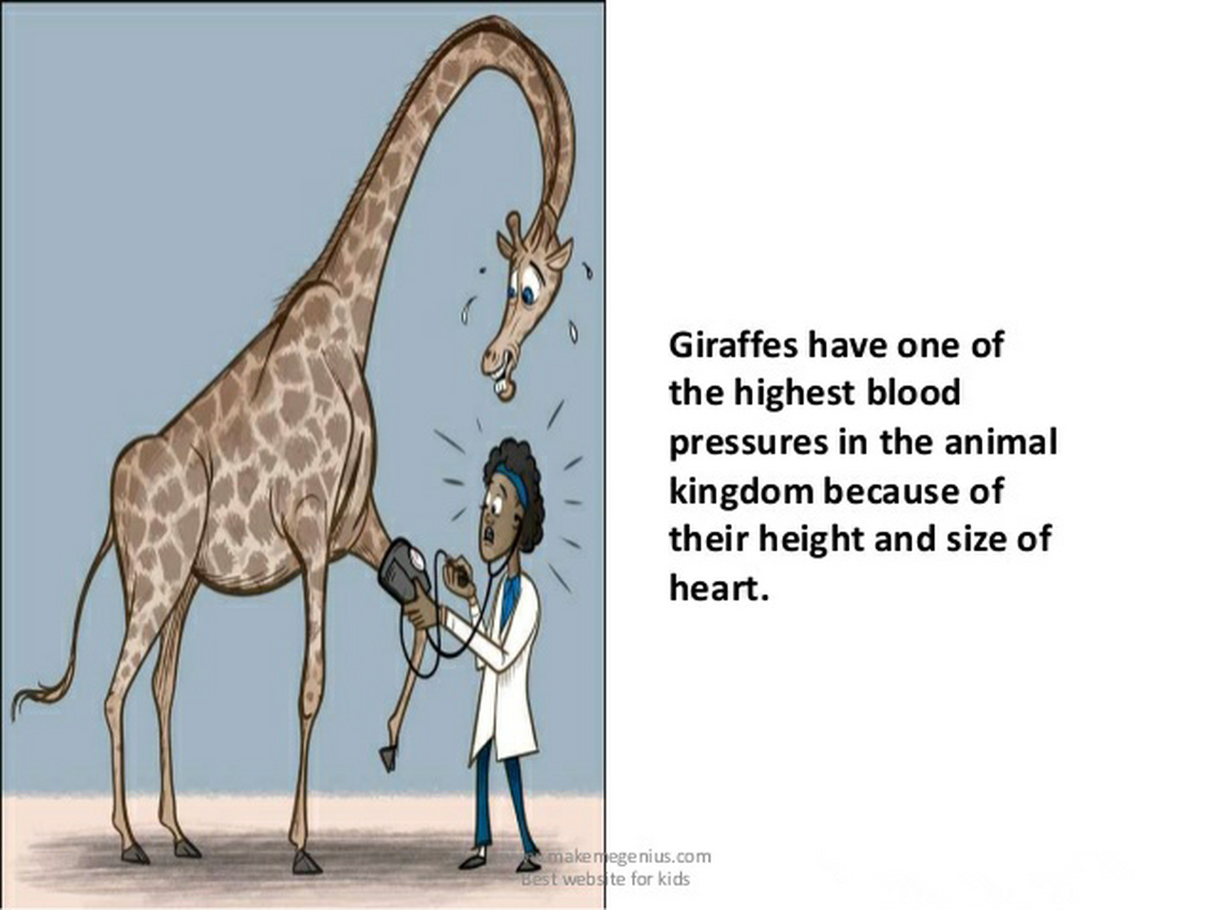 长颈鹿的心脏就是这么大,一颗可以放进36颗人心——因为这么长的脖子