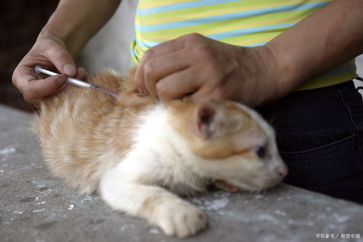 我们都知道,养猫要打猫三联,那猫三联一共几针,间隔又是多久呢