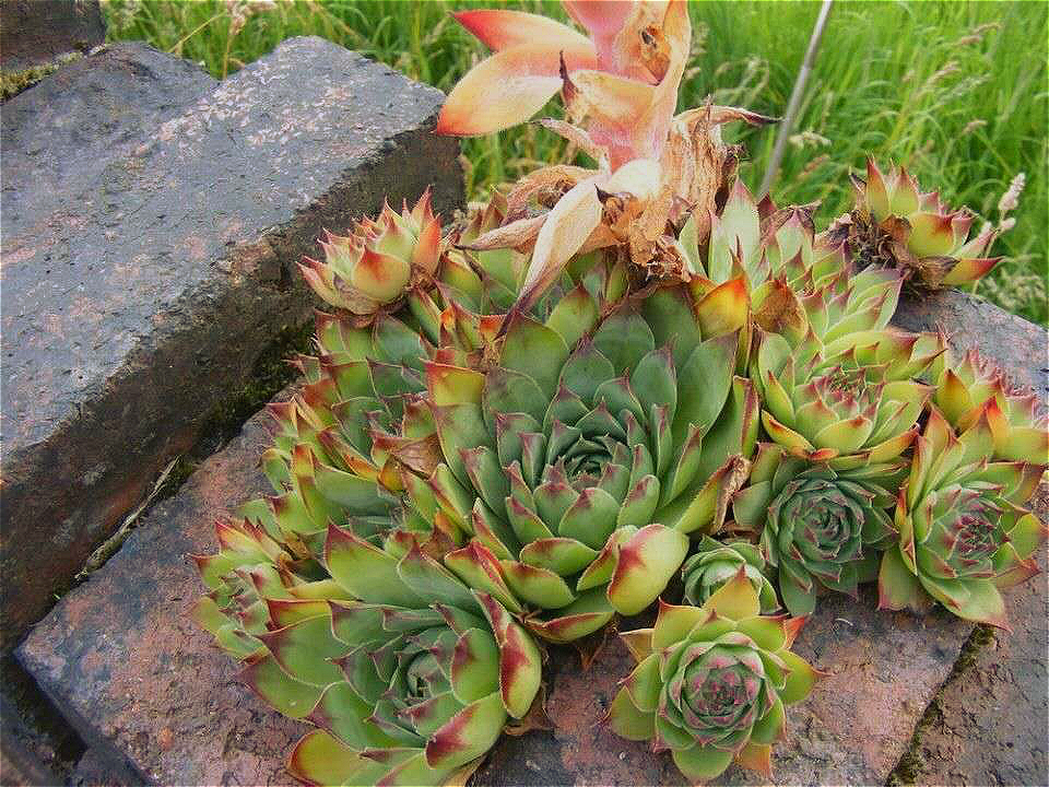 瓦片- 热门商品专区