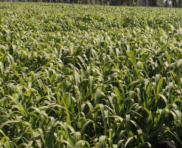 甜高粱几月种植 - 2020年最新商品信息聚合专区 - 百度爱采购