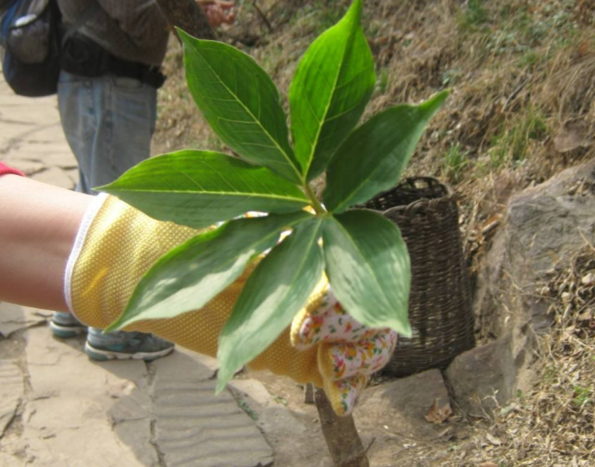 1万元一斤草药图片