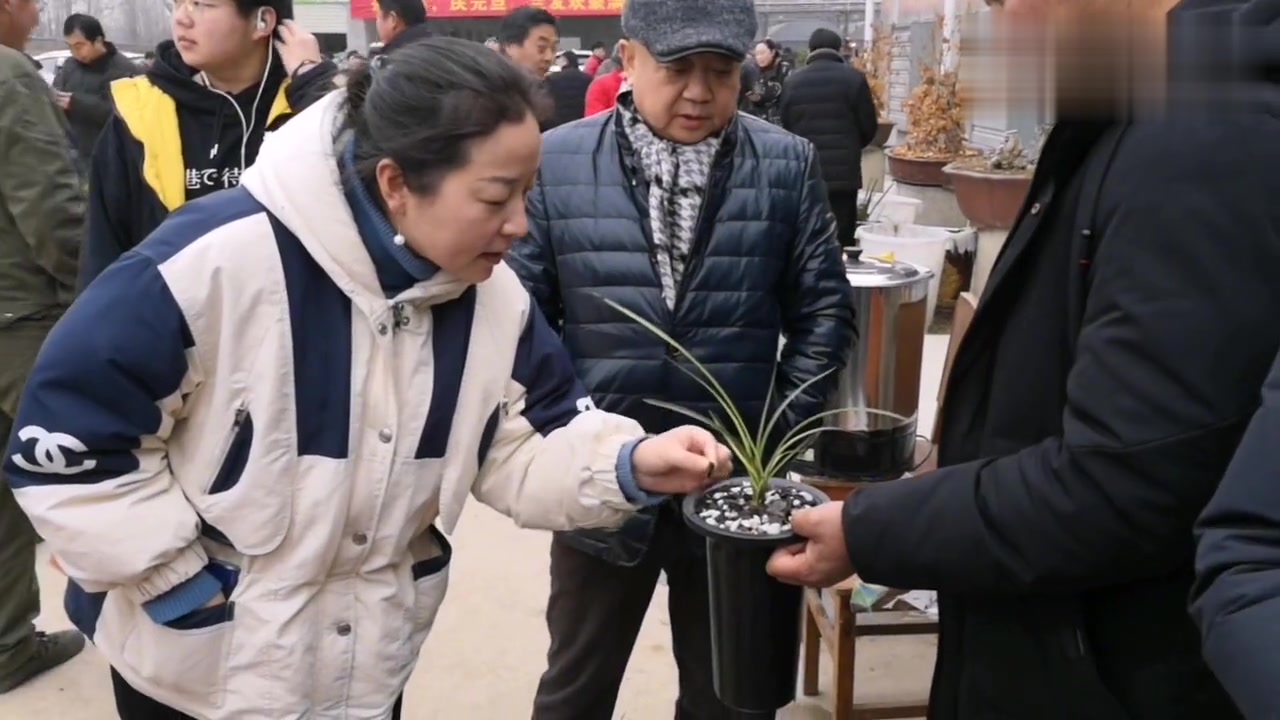 一盆蕙兰中透10万,吸引美女兰友的兴趣,兰花市场从来不缺好兰花