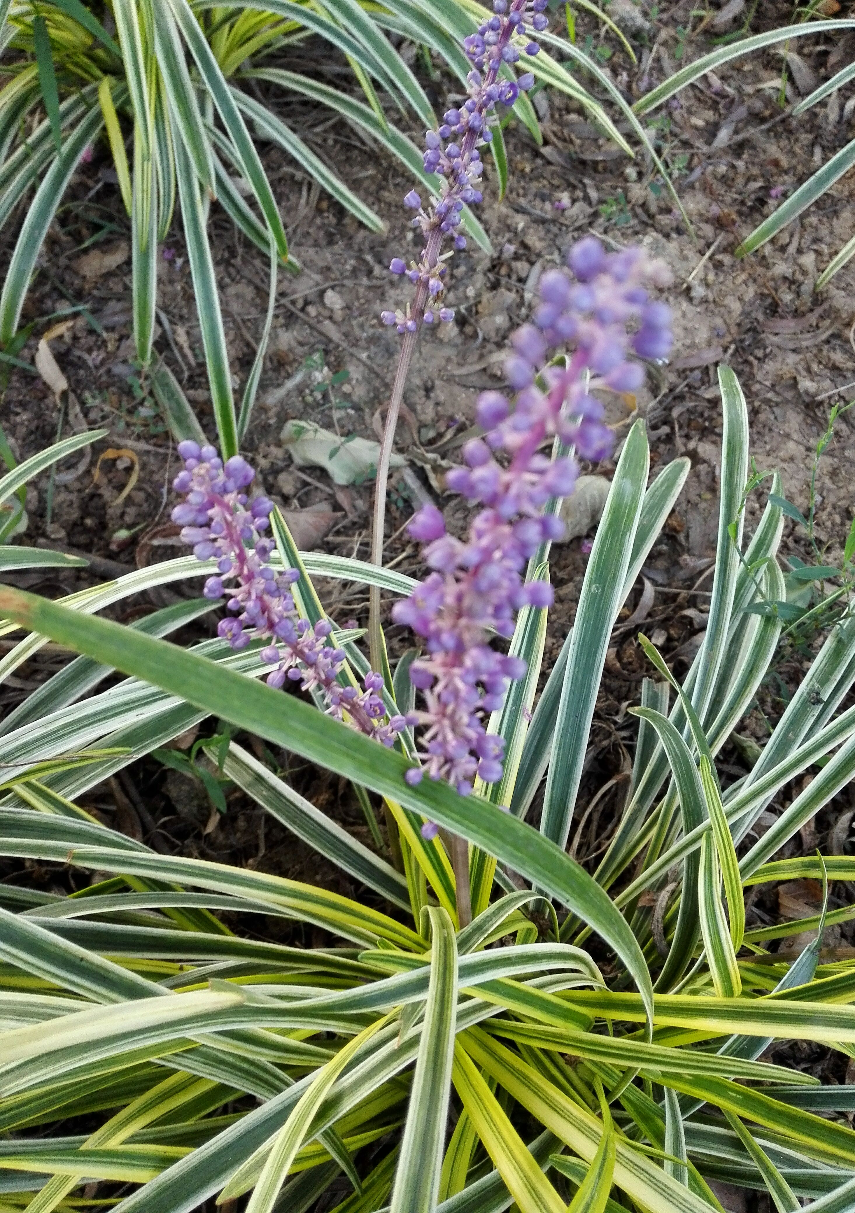 沿阶草花期图片