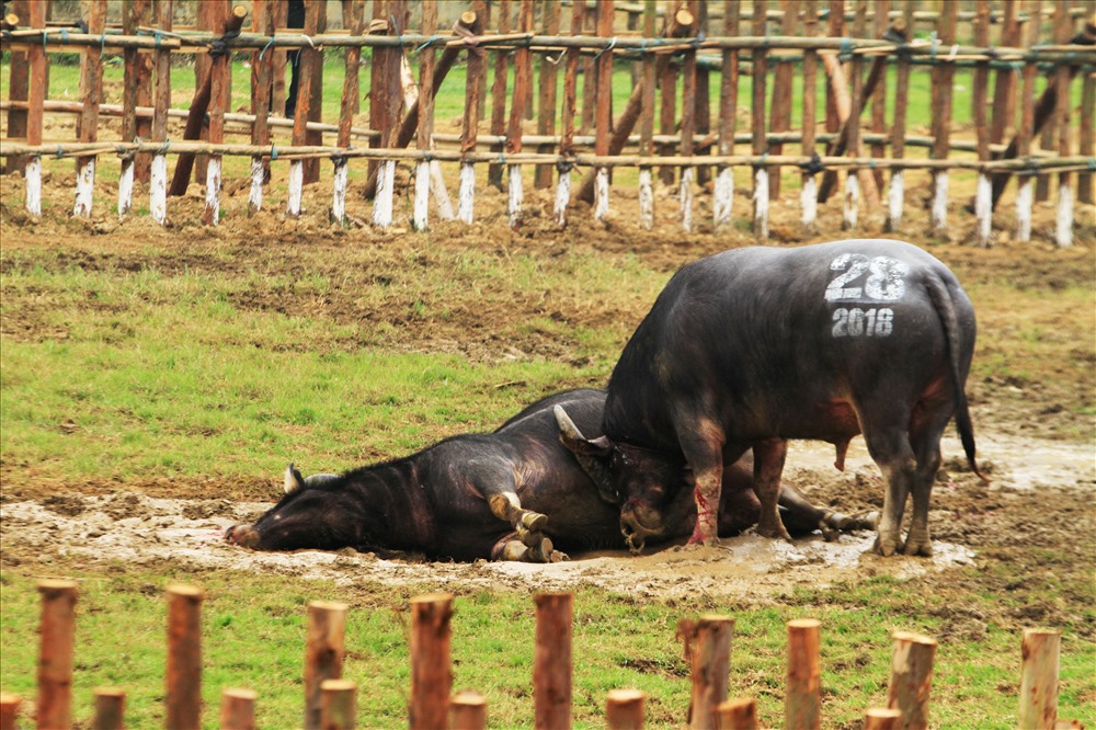 越南最古老的斗牛活动,源于两千年与中国的战争