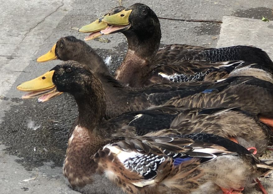 宾阳这几天全城屠鸭,没有一只能活着走出去!