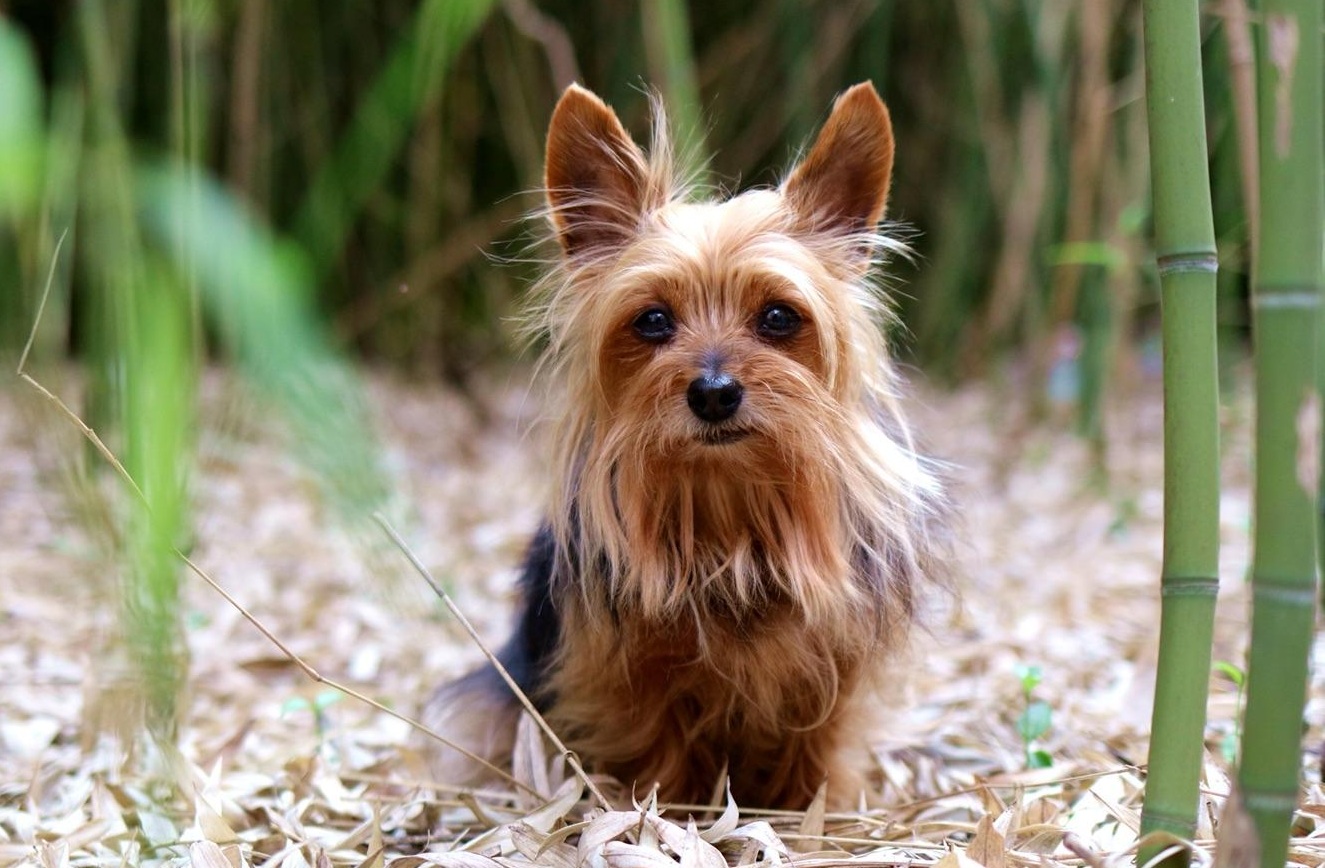 漂亮可爱的丝毛梗该如何饲养?一起来看看这篇文章吧