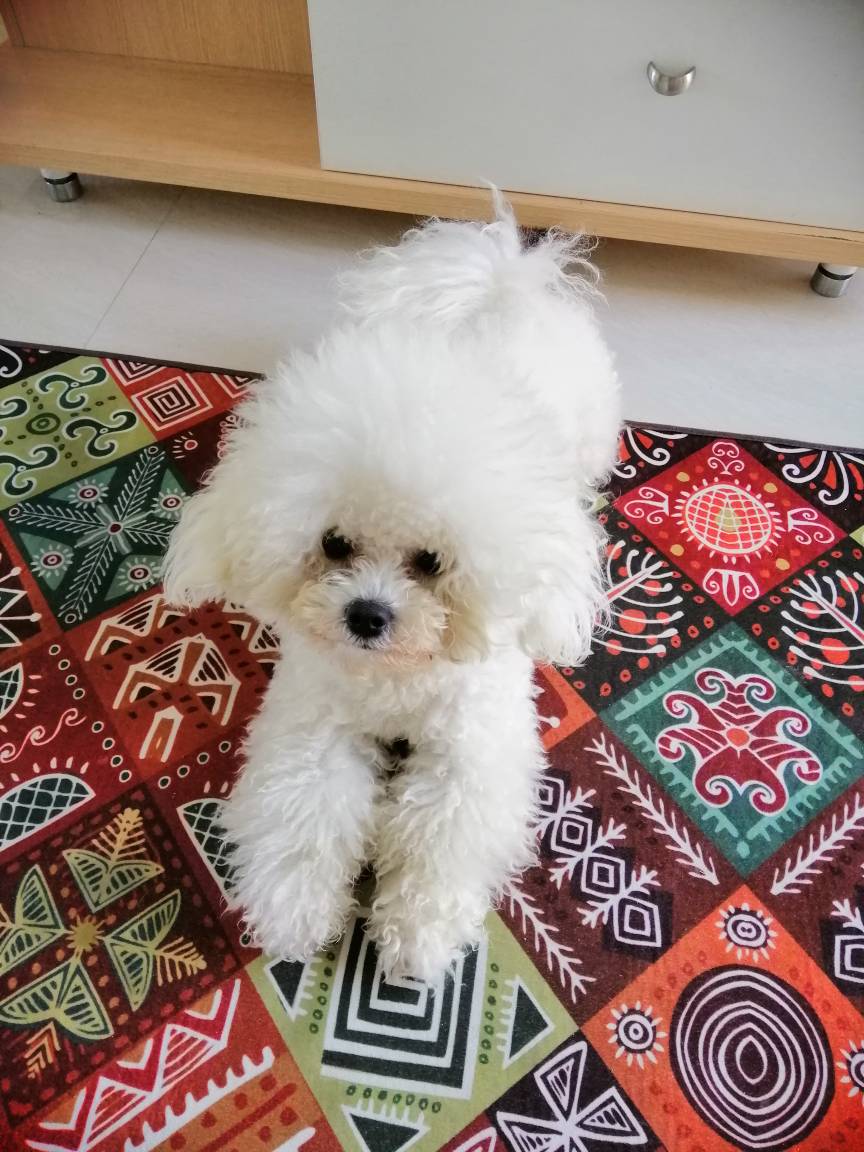 主人坚持要给比熊犬留小辫,家人据理力争,才还狗子个"大圆头"