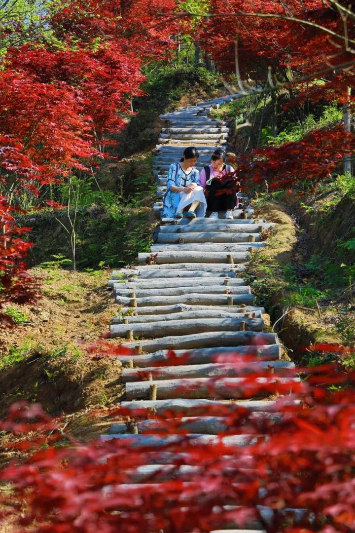 春节到巴南游彩色森林,春夏秋冬不同景色不同路,春天还会远吗?