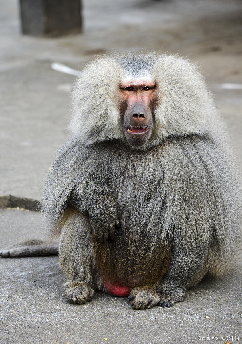 大公猴找媳妇的传说