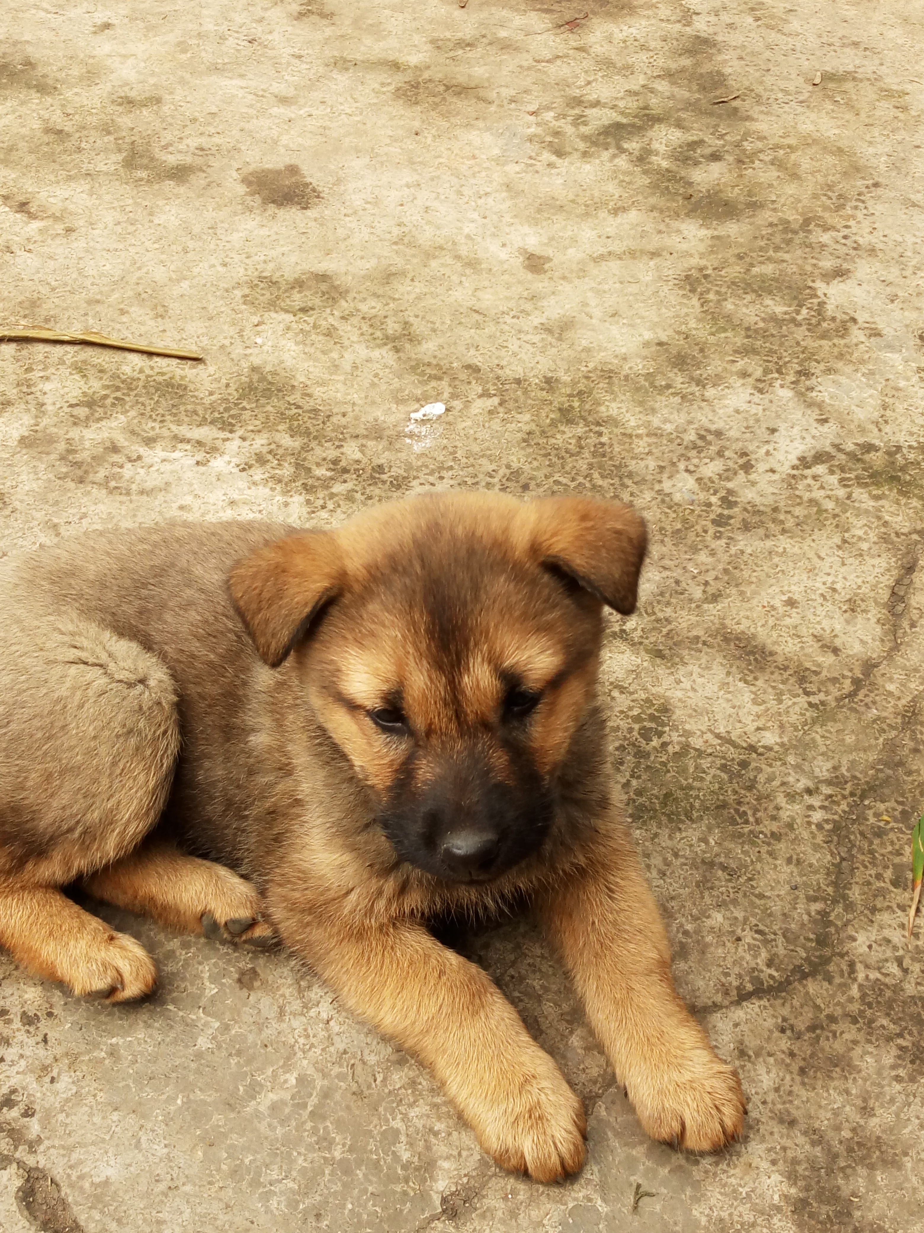 中华田园犬也是温顺可爱的