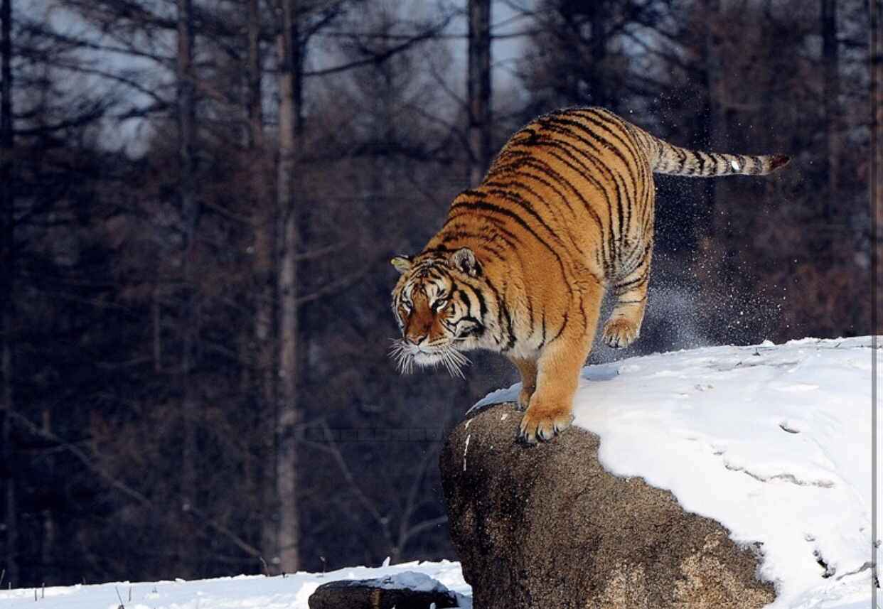 野生东北虎的命运