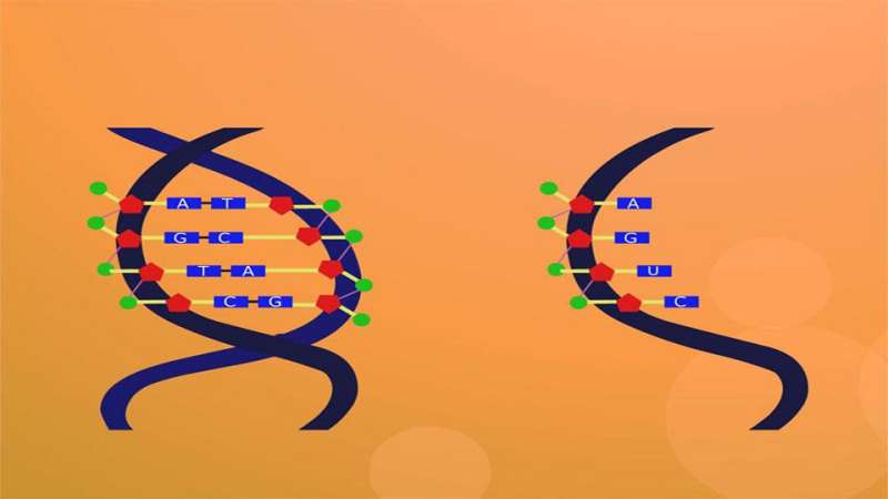 DNA与RNA的区别,科技,科普,好看视频