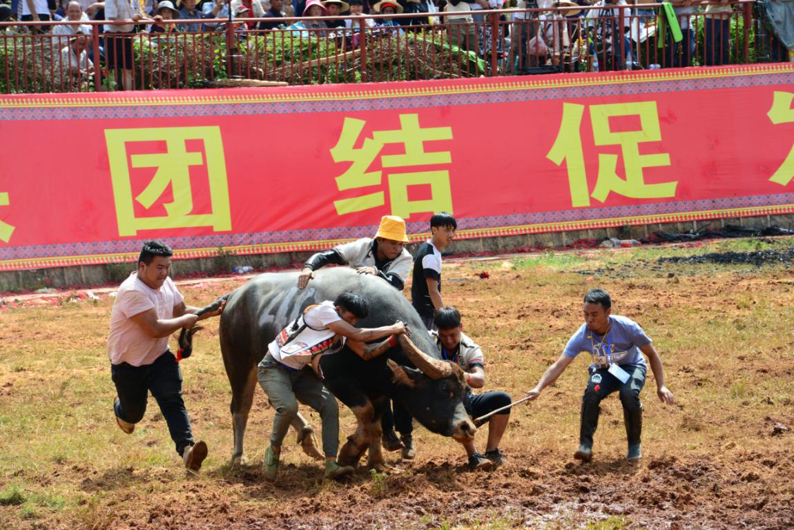 152头斗牛鏖战石林火把节主会场 第一名奖金高达一万元