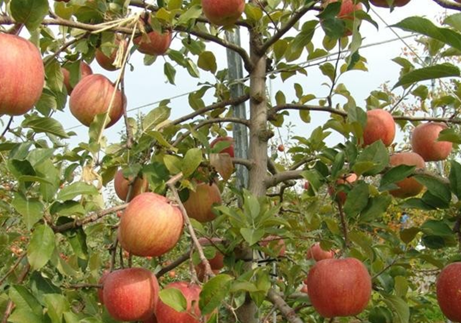 种植苹果树哪里有卖 - 2020年最新商品信息聚合专区 - 百度爱采购