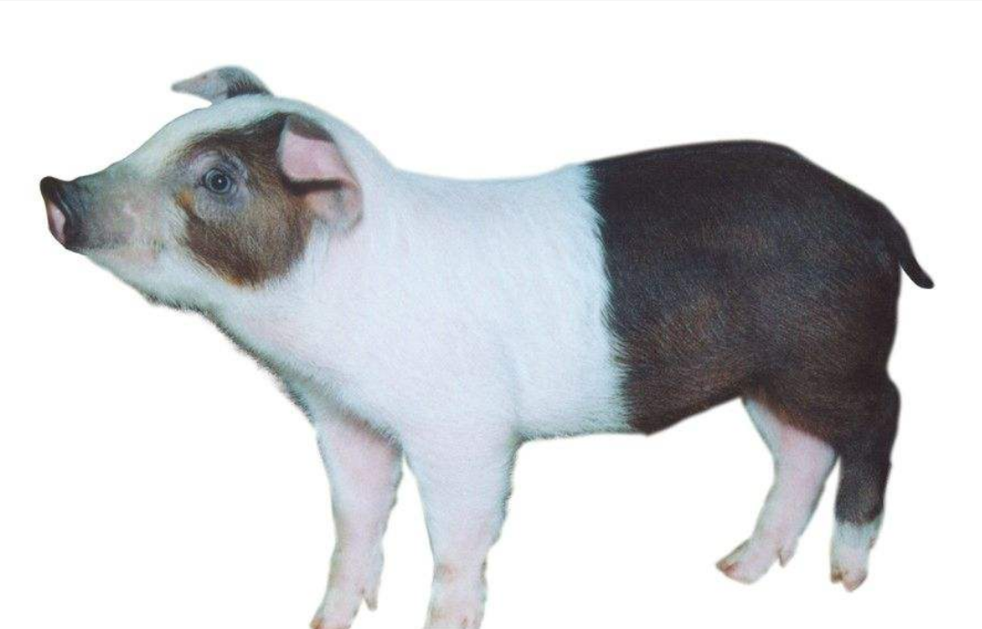 实验用猪 - 2020年最新商品信息聚合专区 - 百度爱采购