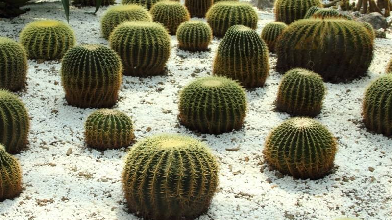 仙人球种植的具体做法,注意一些小问题,这样才是最好的