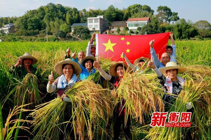 巨人稻照片图片