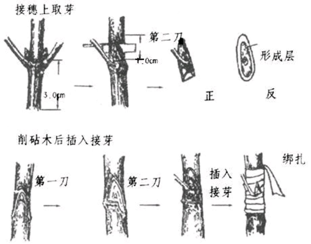 李子树如何剪枝图解图片