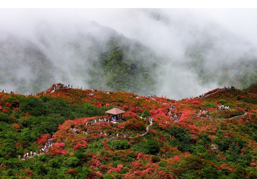 浏阳河畔,杜鹃花海,"国字号"大围山杜鹃花节启幕
