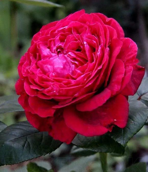 6种大型花,花苞直径20公分,摆家里太大气!