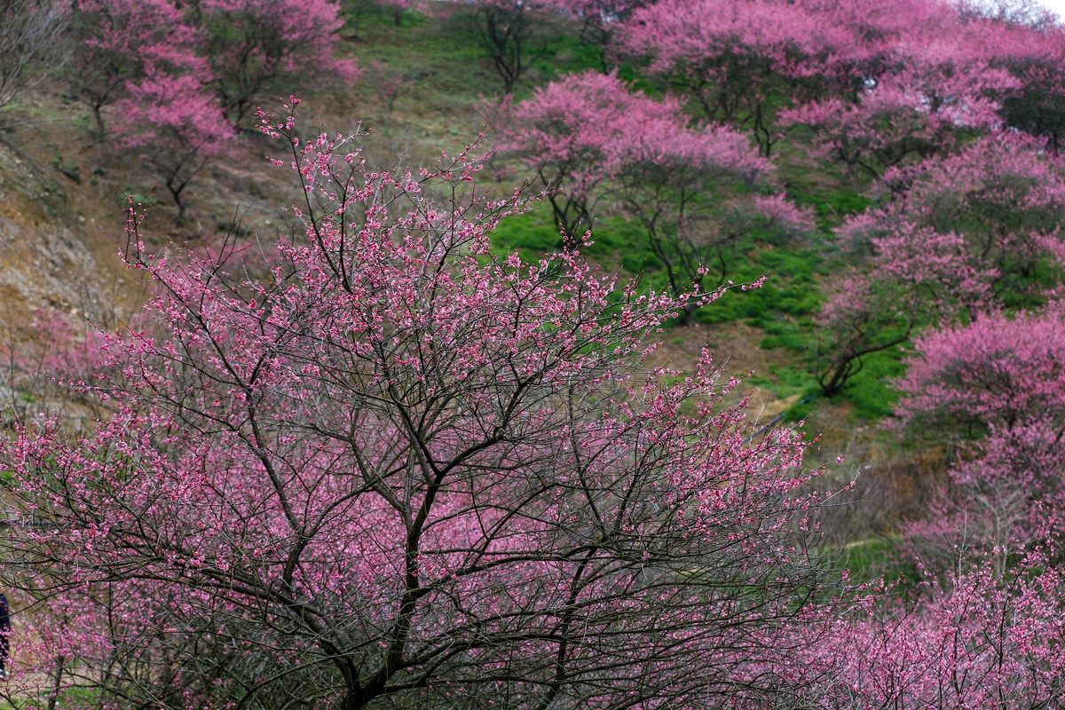 景色风光,山上梅花红似火