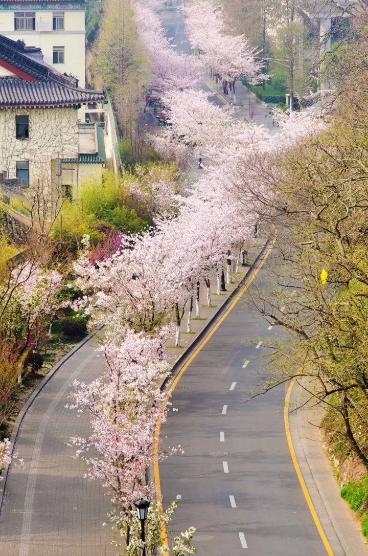 不用去日本了,国内这几个世界级赏樱胜地更美,知道的人不多