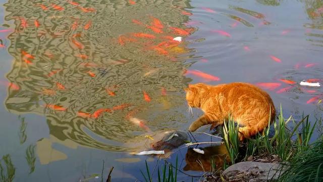 铲屎官在浴缸中养鱼,猫咪艰难攀附在上后,近距离垂涎肥鱼!