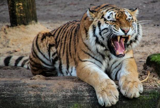老虎害怕的表情图片图片