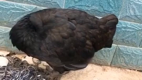 无头鸡之谜,没有头存活了18个月