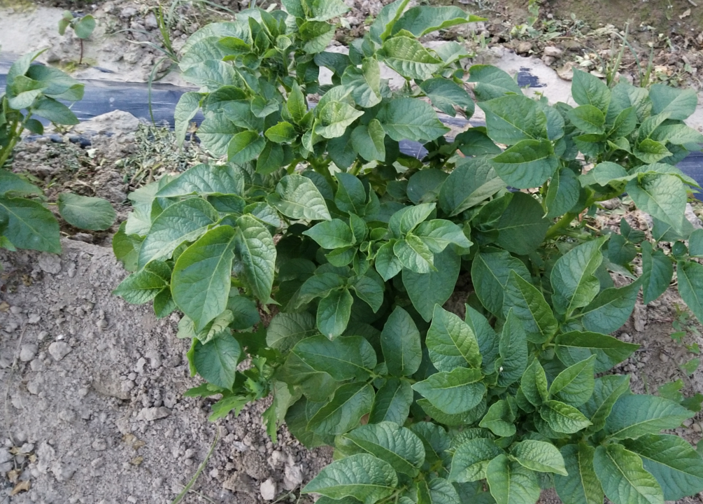 马铃薯 - 热门商品专区