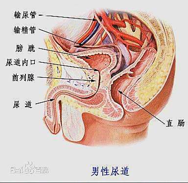 男性尿道口微红正常吗图片