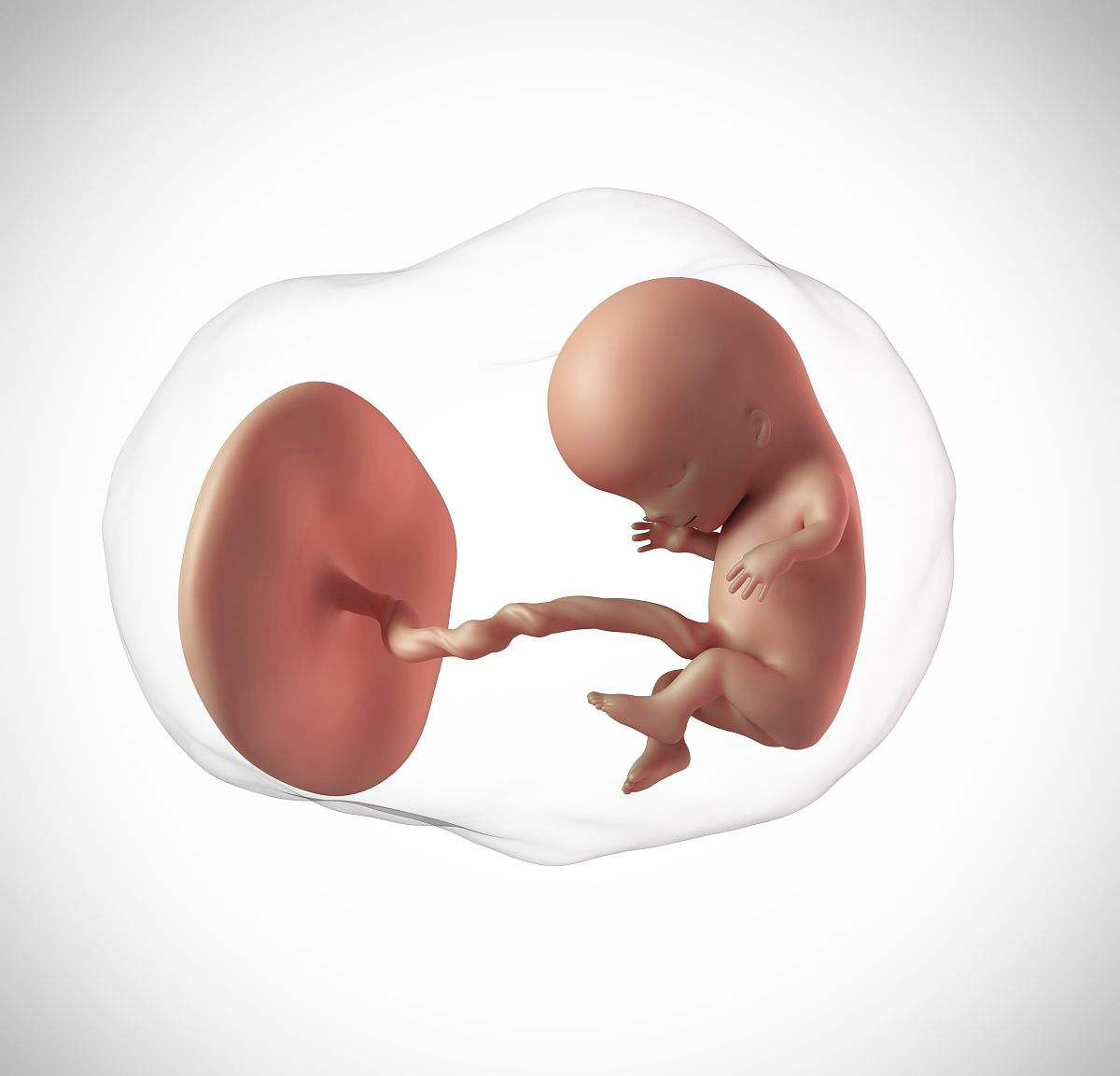 怀孕十一周胎儿高清图图片