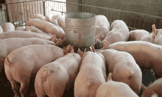 农村老人常说:老母猪吃万年糠,是什么意思?有特殊的含义吗?